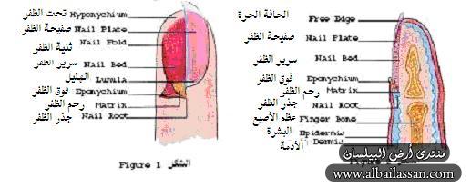 bilassan-b1ba706c8a.jpg