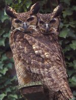 Turmanestan-Eagle-Owl.jpg