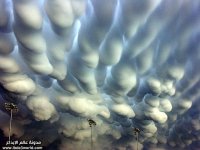 tn_mammatus2.jpg