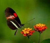 butterfly_01.jpg