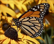 butterfly_yellow-flowers_detail_01.jpg