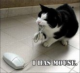 funny orkut scraps funny cats images computer mouse.jpg